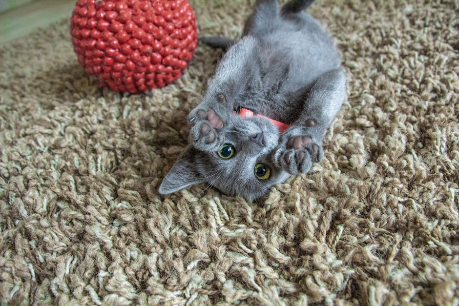 A grey domestic cat with yellow eyes lying on its back on a beige, textured carpet, playing with its front paws near its face. The cat is wearing a red collar and is surrounded by a red rubber toy with bumps. The room appears well-lit, with the carpet showing a plush, dense pile. Visible in the background is a portion of the room's floor, indicating a cozy, clean environment, consistent with the cleaning and sanitisation services offered by Carpet Cleaning Putney for pet odour and stain treatment.